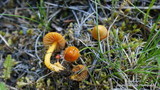 Hygrocybe psittacina var. perplexa image