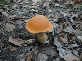 Leccinum insigne image