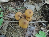 Entoloma formosum image