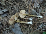 Entoloma formosum image