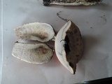 Leccinum insigne image