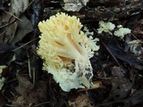 Ramaria flavescens image