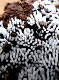 Ceratiomyxa fruticulosa var. fruticulosa image