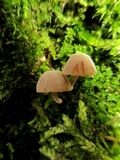 Mycena corticola image