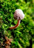 Mycena corticola image
