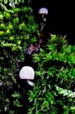 Mycena corticola image