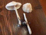 Lepiota clypeolaria image