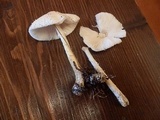 Lepiota clypeolaria image