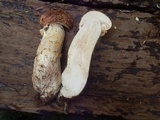 Tricholoma vaccinum image