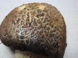 Tricholoma vaccinum image