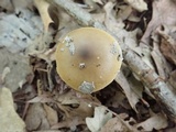 Amanita xanthomitra image