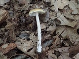 Amanita xanthomitra image