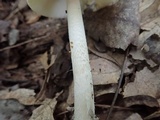Amanita xanthomitra image