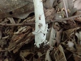 Amanita xanthomitra image