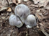 Tricholoma acris image