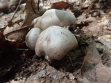 Tricholoma acris image