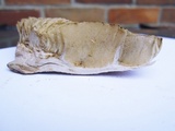Tricholoma acris image