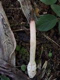 Mutinus bambusinus image