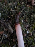 Mutinus bambusinus image