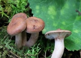 Lactarius vinaceorufescens image
