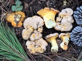 Cantharellus roseocanus image