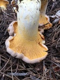 Cantharellus roseocanus image