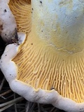 Cantharellus roseocanus image