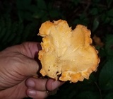 Cantharellus lateritius image