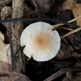 Gymnopus spongiosus image