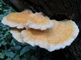 Laetiporus cincinnatus image