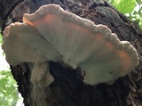 Laetiporus cincinnatus image