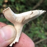 Entoloma abortivum image