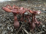 Leucoagaricus americanus image