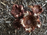 Leucoagaricus americanus image