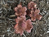 Leucoagaricus americanus image