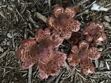 Leucoagaricus americanus image
