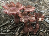 Leucoagaricus americanus image