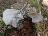 Pluteus exilis image