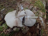 Pluteus exilis image