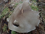 Pluteus exilis image