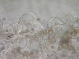 Pluteus exilis image