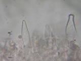 Pluteus exilis image