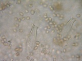 Pluteus exilis image