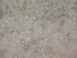 Pluteus exilis image