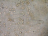 Pluteus exilis image