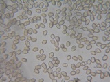 Pluteus exilis image
