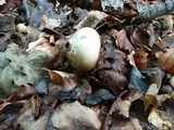 Geastrum triplex image