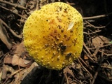 Amanita flavorubens image