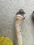 Amanita flavorubens image