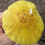 Amanita flavorubens image